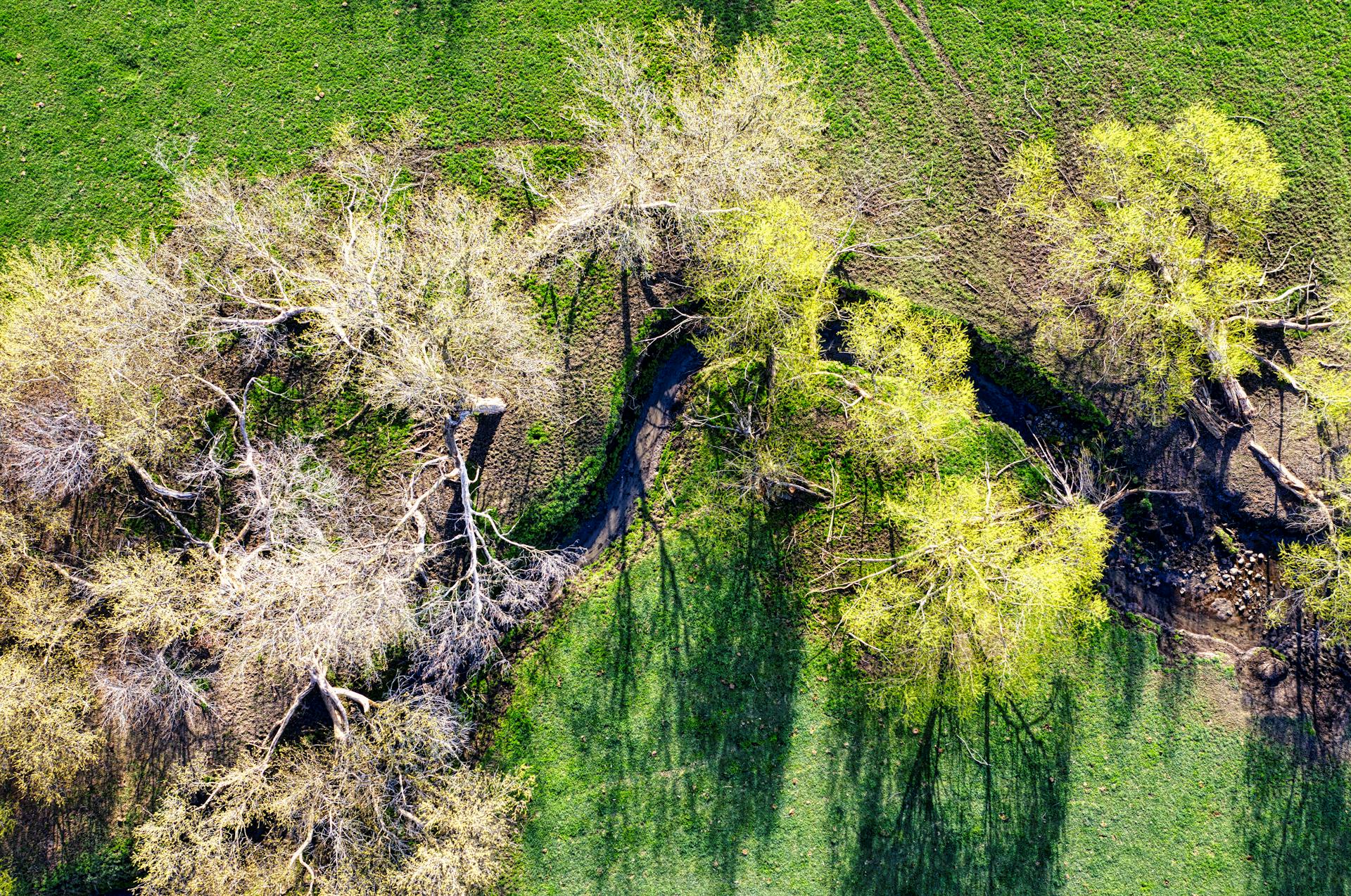 Aerial view of trees and a creek in the vibrant Minnesota countryside, showcasing spring foliage.