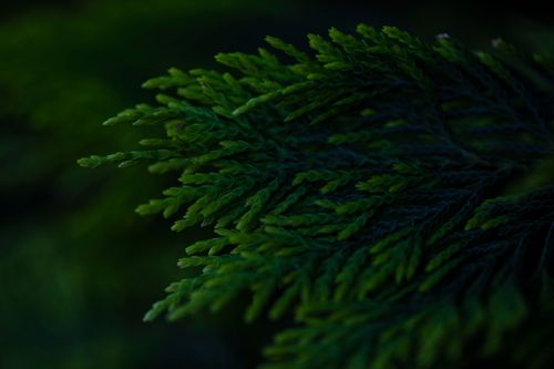 Free Detailed view of vibrant green conifer leaves, showcasing natural beauty in Istanbul's outdoors. Stock Photo