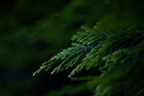 Green Plant Leaves in Close Up Photography