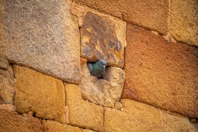 Pigeon In Hole In Wall