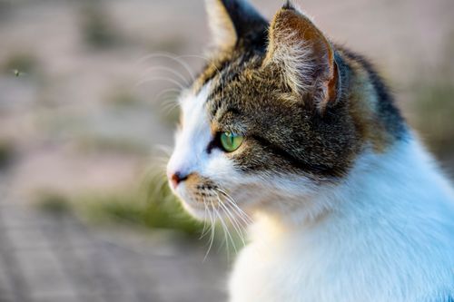Free Close-up photo of a domestic cat with vivid green eyes and detailed fur texture, captured outdoors. Stock Photo