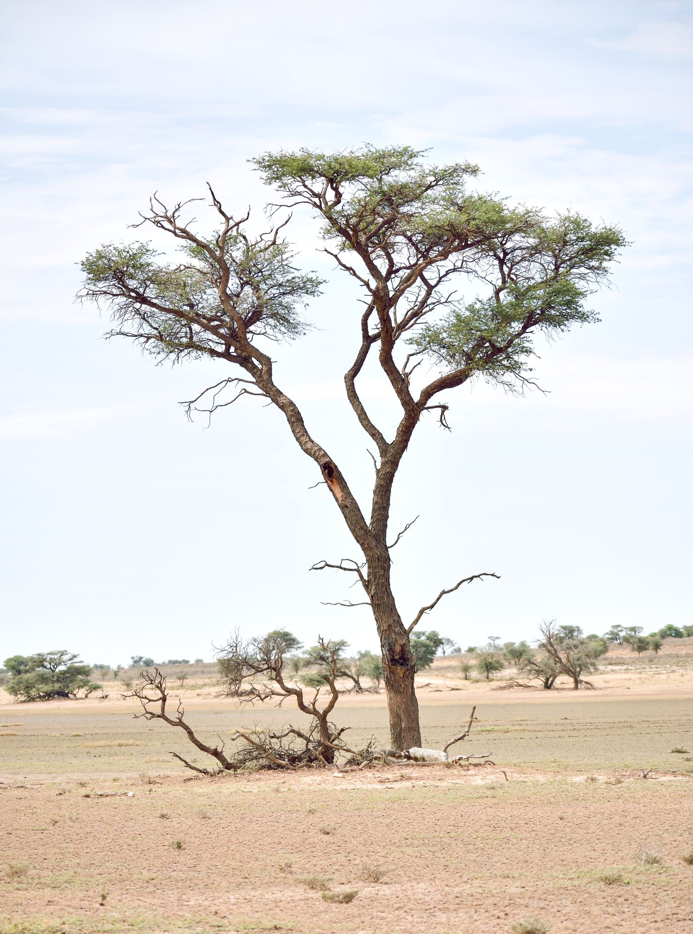 A lone acacia tree standing in the arid red-earth landscape near Upington in South Africa's Northern Cape