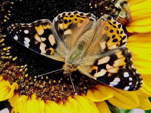 Close Up Shot of a Painted Lady Butterfly