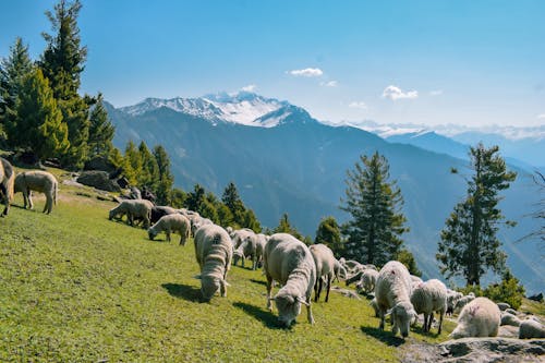 Herd of Sheep on Grassland Near Trees and Mountains