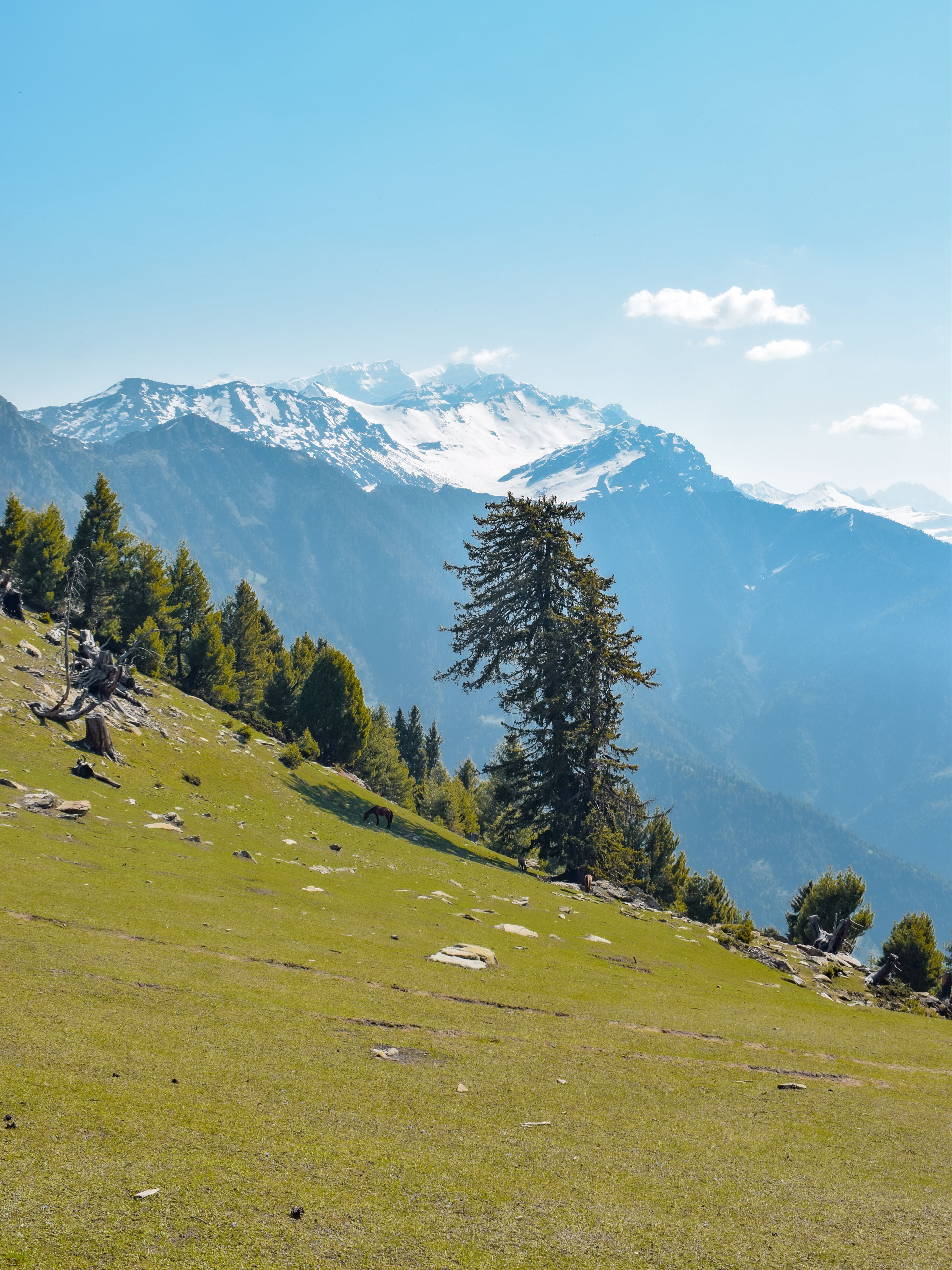 A Trees on Green Field Near the Mountain Under the Blue Sky · Free ...