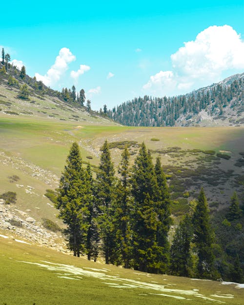 Free Evergreen Trees on the Mountain Stock Photo