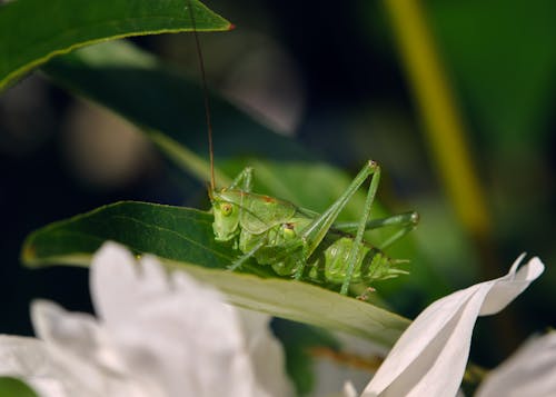 Free stock photo of grasshopper, green Stock Photo
