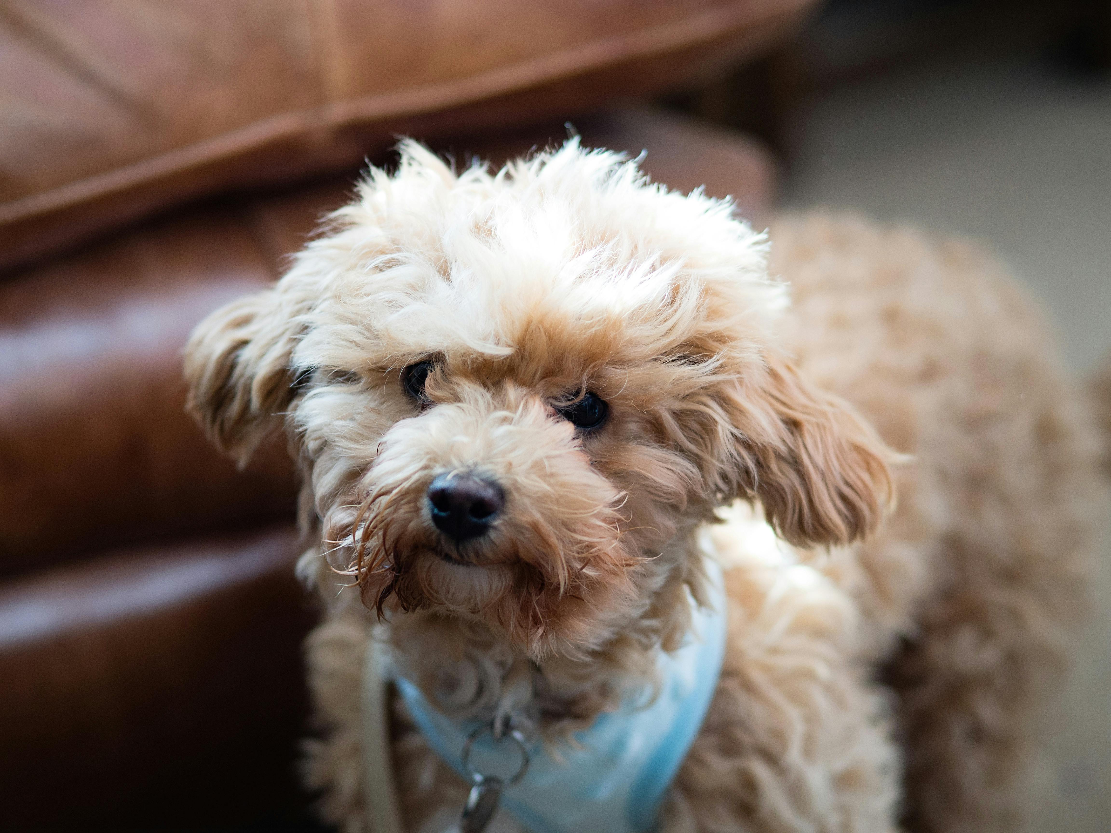 Free stock photo of animal, cavapoo, cute