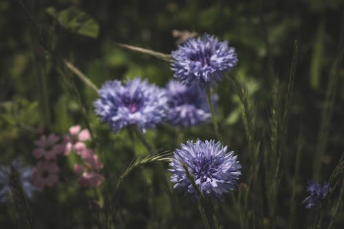 Purple Flowers in Close Up Photography