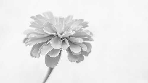 Безкоштовне стокове фото на тему «Біла квітка, білий фон, впритул»