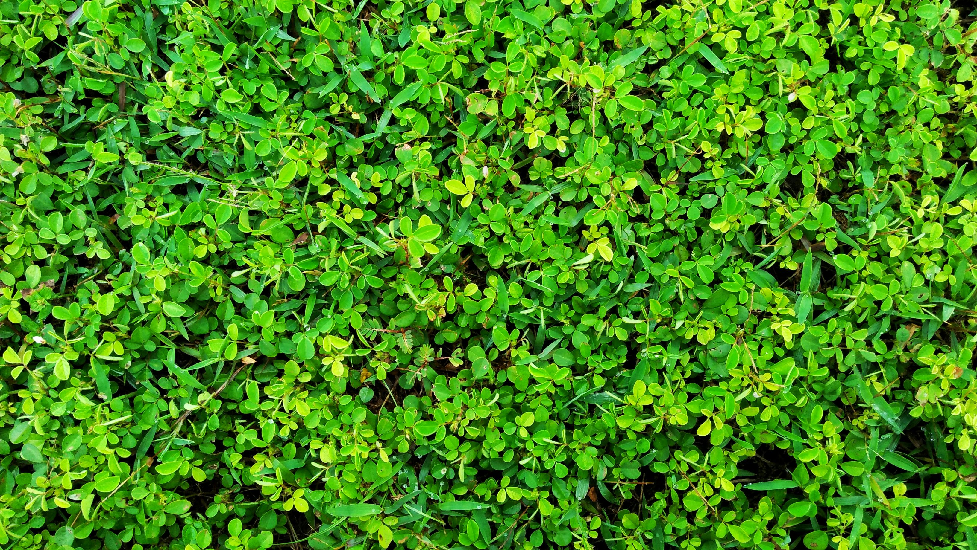 Free stock photo of #Green #Nature #Relax #Bright #Natural