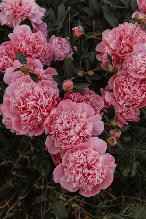 A Close-up Shot of Pink Flowers