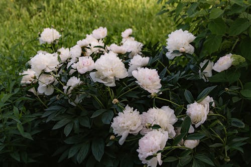 A White Peonies Surrounded with Green Leaves