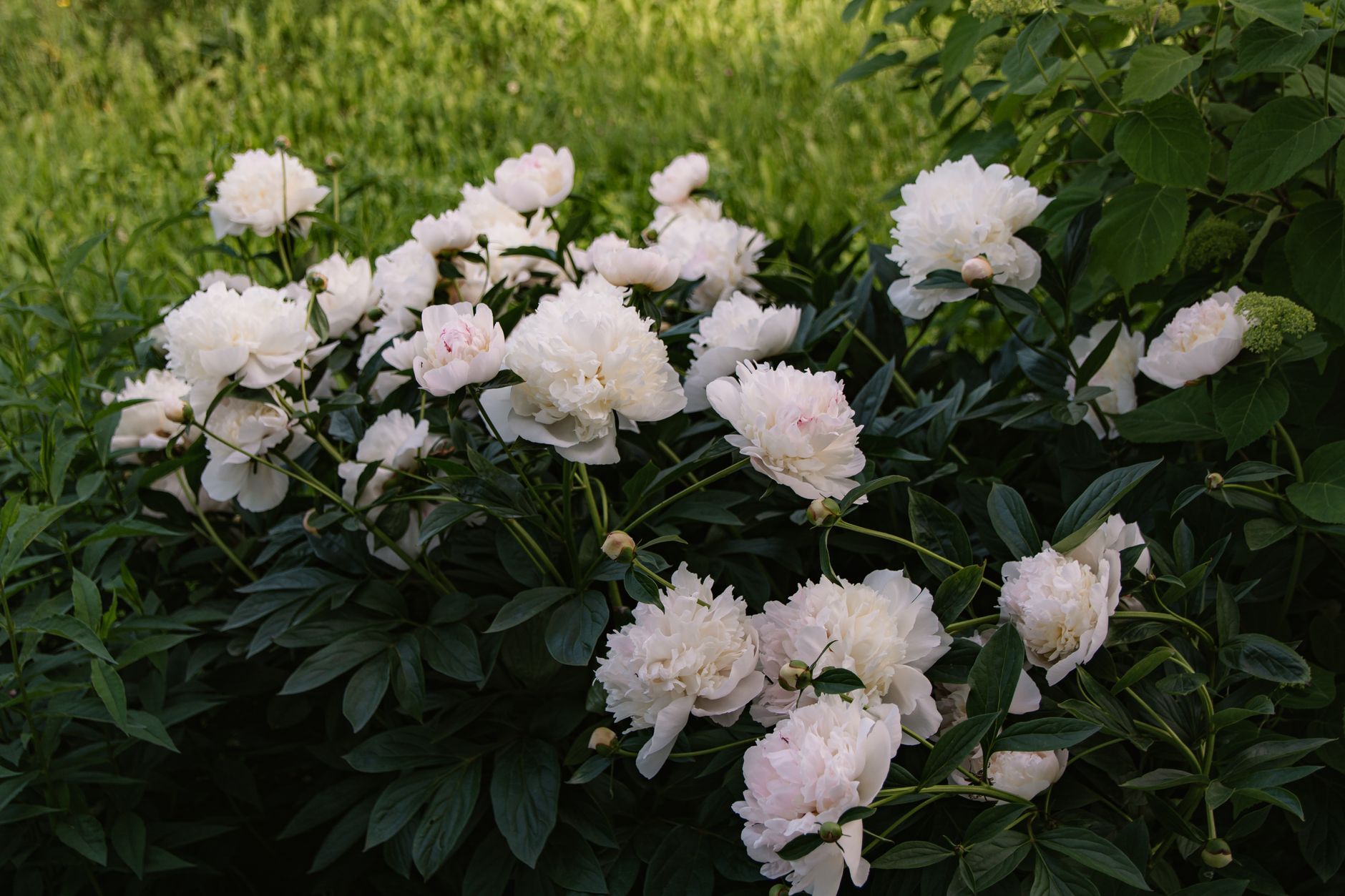 Building Unbreakable Stems: Strategic Pruning, Targeted Feeding, and Preventative Support to Stop Snapping Branches in Established Hydrangeas, Peonies, and Large Herbaceous Perennials
