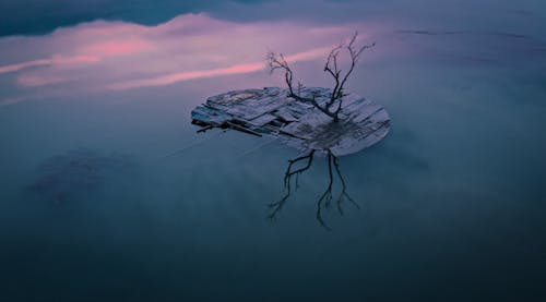 A Leafless Tree Above Clouds