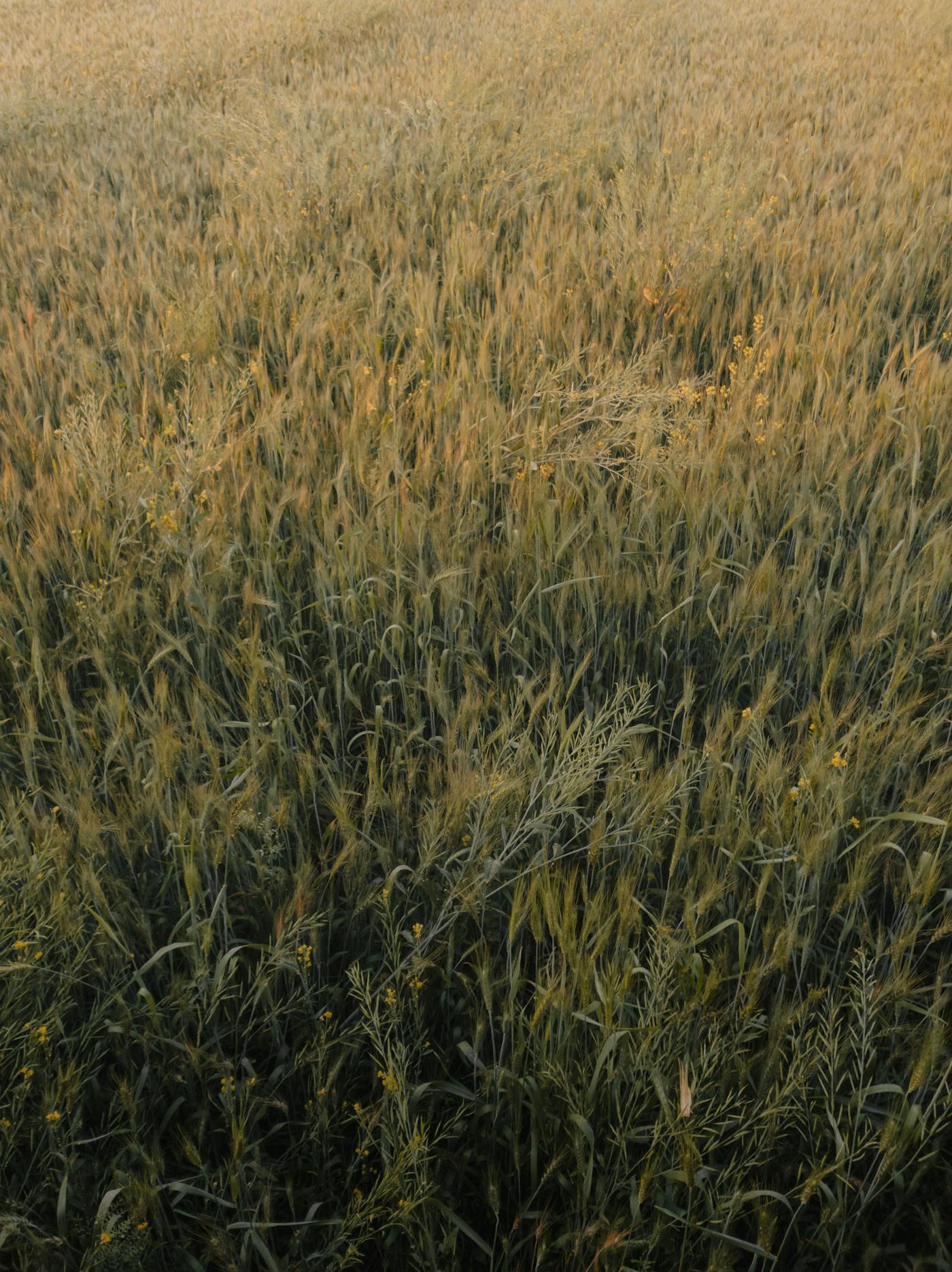 A person holding a TV remote and switching channels with Christmas lights in the background