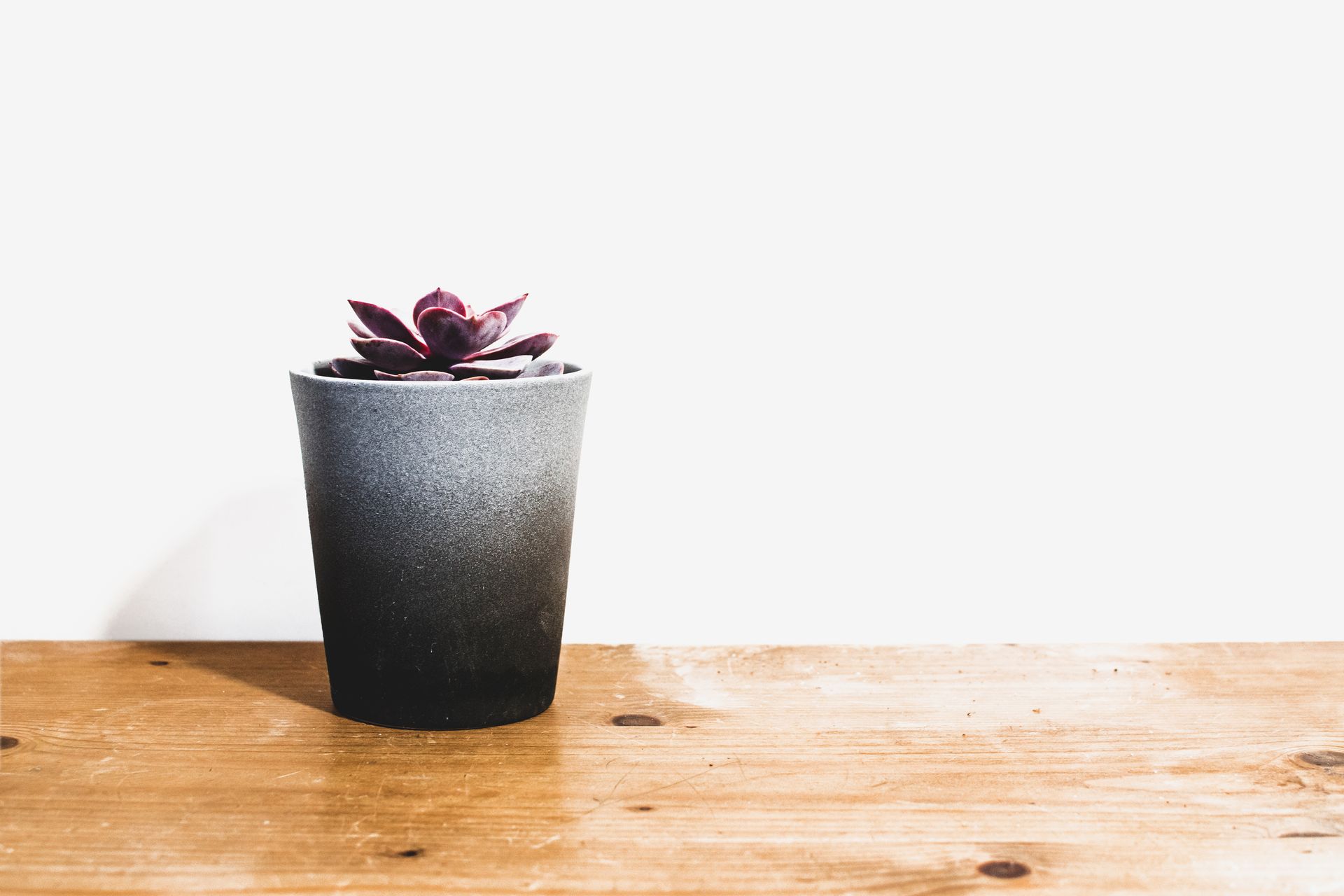 A beautiful, minimalist succulent in a pot on a wooden table with ample white background space.