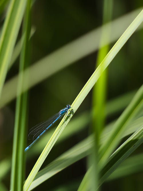 Free Macro Photography of Blue Dragonfly Stock Photo