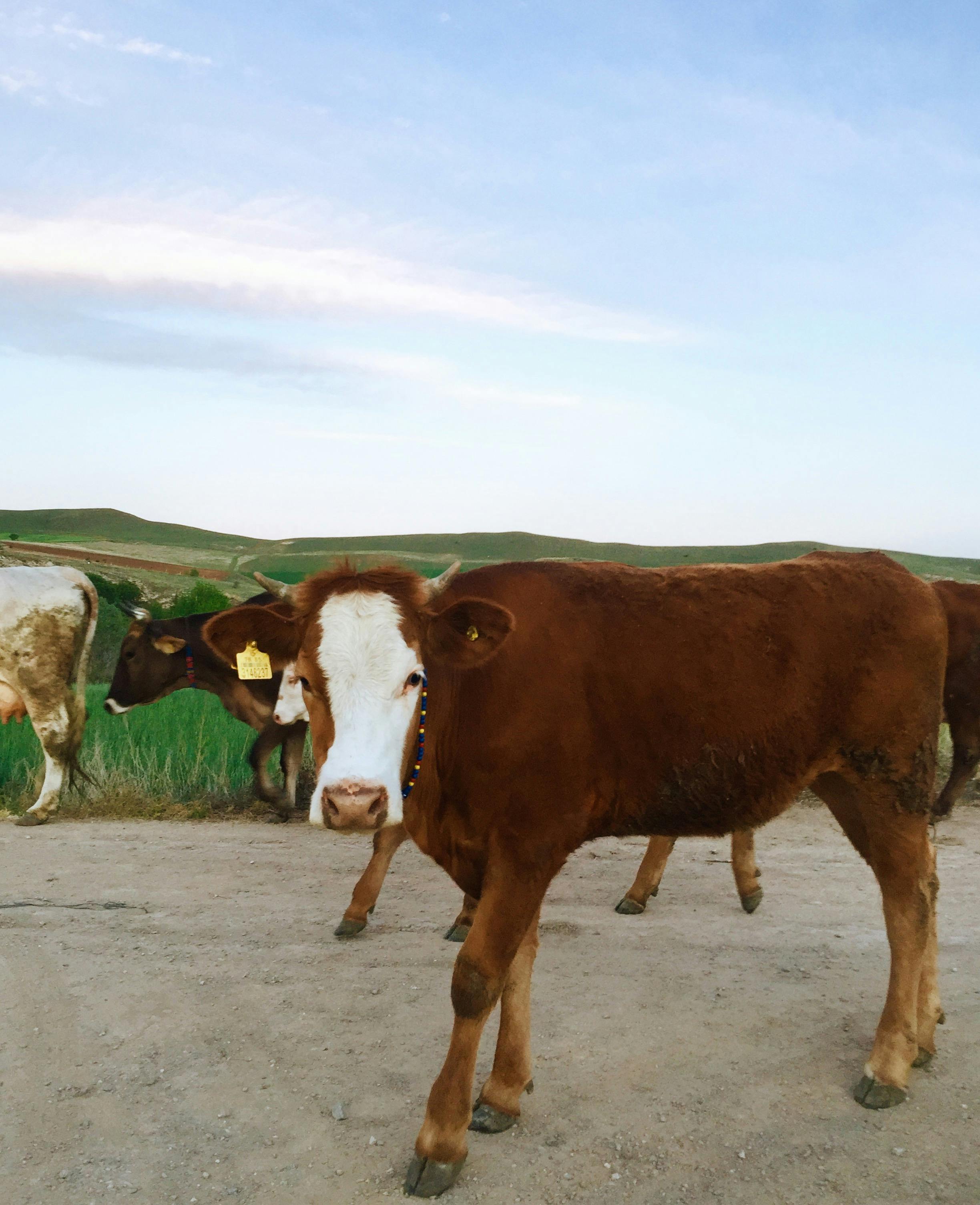 免費 棕色和白色的牛  圖庫相片