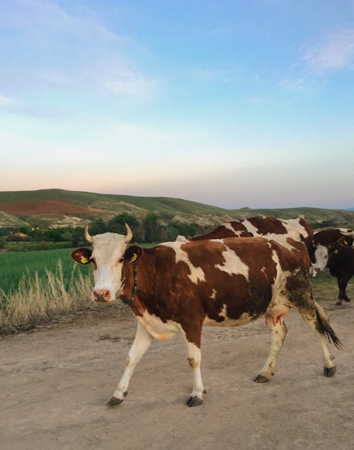 哺乳動物, 奶牛, 牧場 的 免費圖庫相片