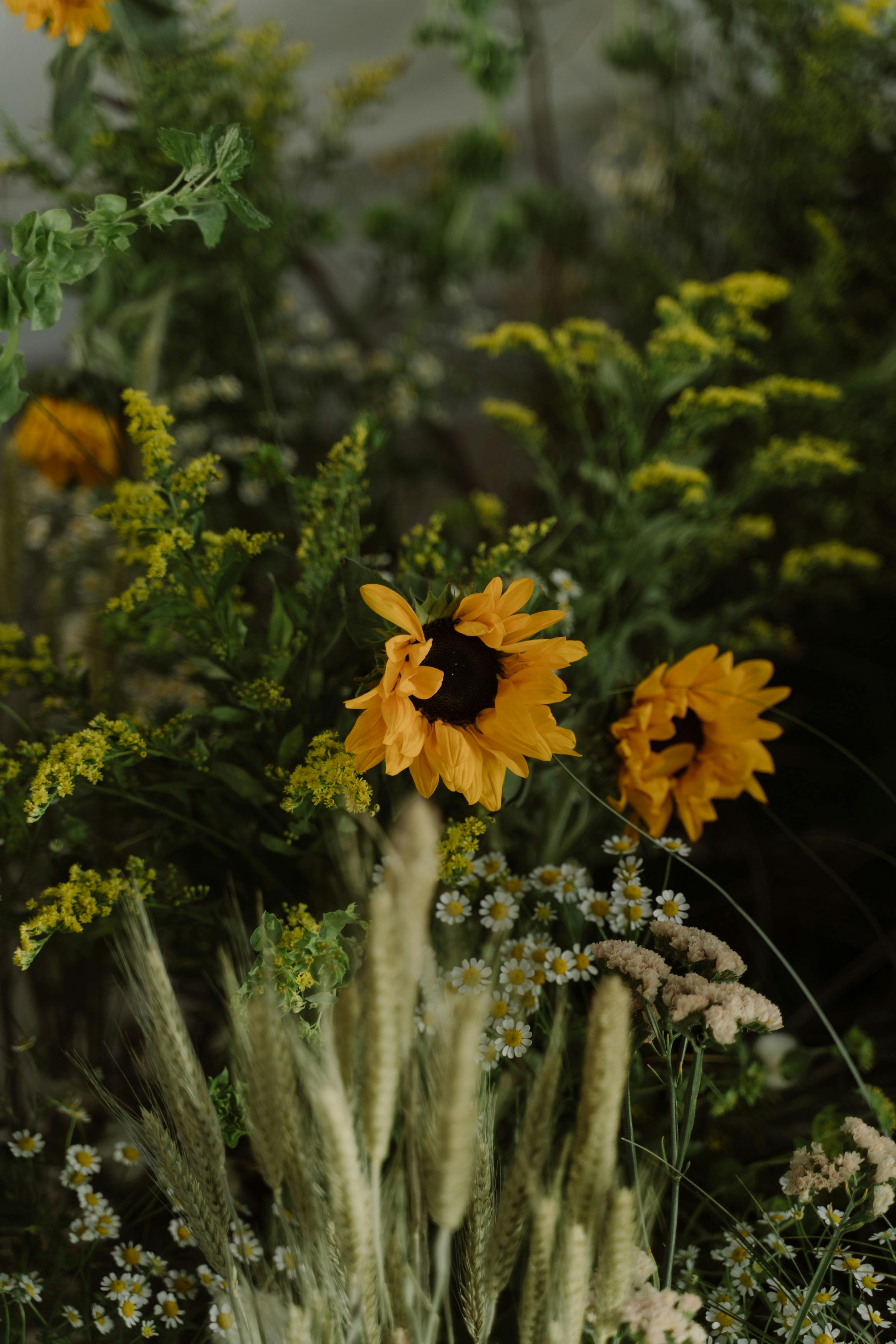 A closeup of blooming sunflowers amidst wildflowers in a vibrant summer garden scene.