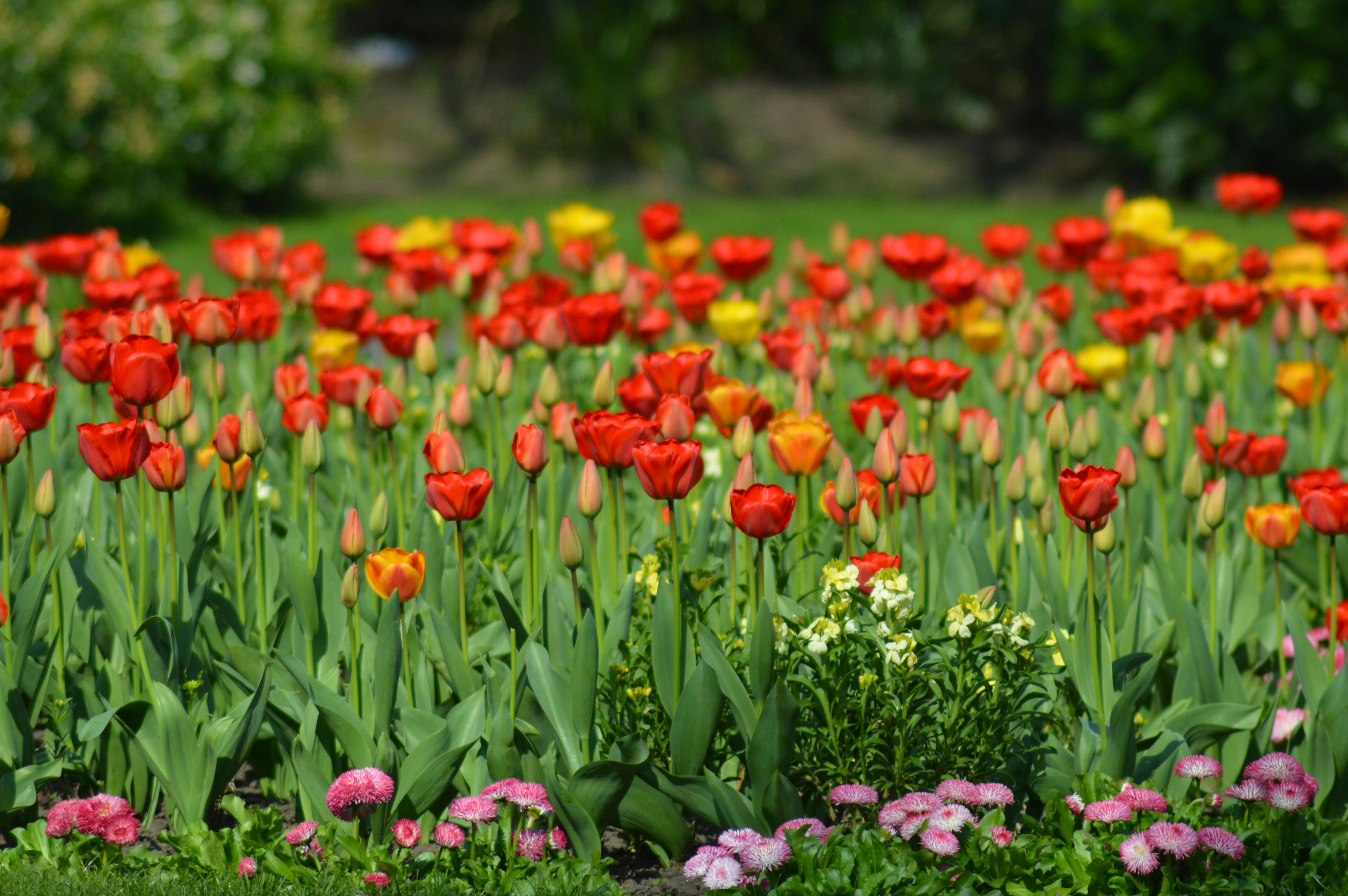 Dig Into Your Garden This Spring With Our Favorite Gardening Gloves — Photo by Jade Burrell on Pexels