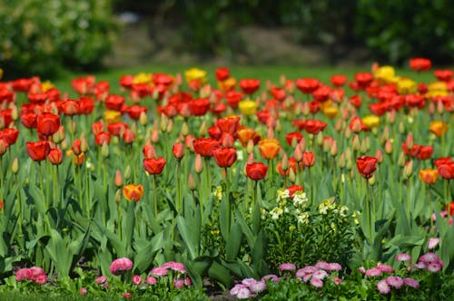 Бесплатное стоковое фото с ботанический, весна, выборочный фокус