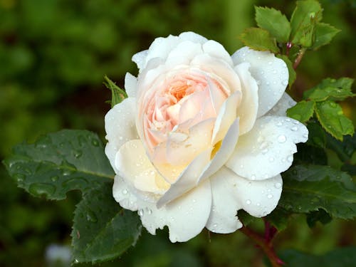 Close Up View of White Rose in Bloom