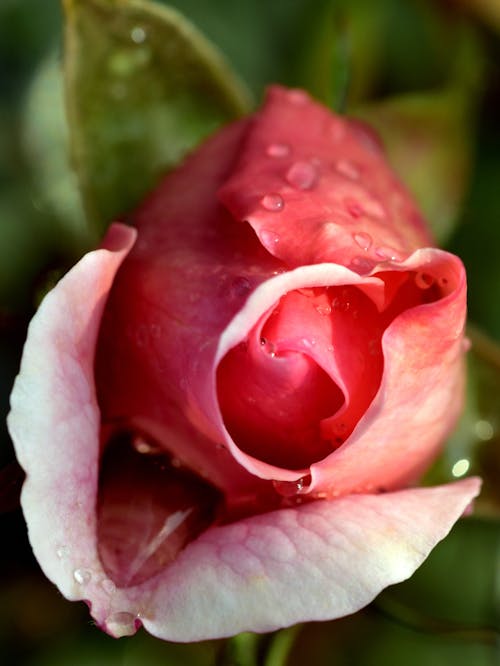 Pink and White Rose in Close Up Photography