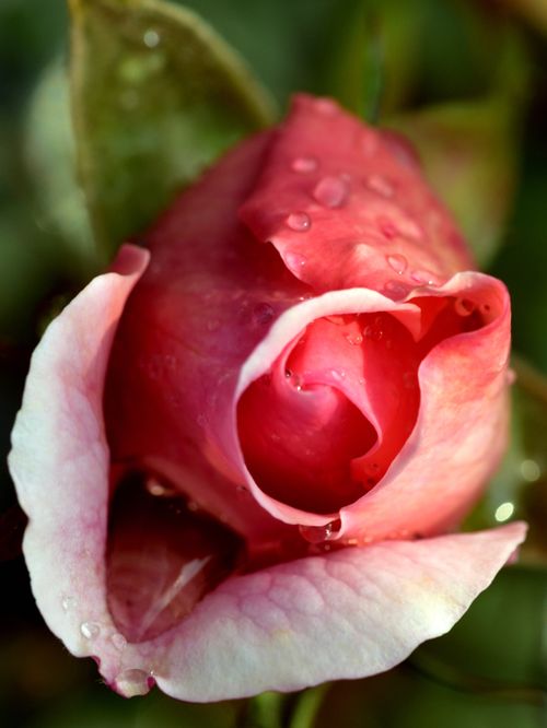 Free A close-up of a pink rosebud with dew droplets, showcasing nature's delicate beauty. Stock Photo