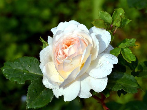 White Flower in Close Up Photography