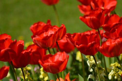 Free Red Flowers in Close Up Photography Stock Photo