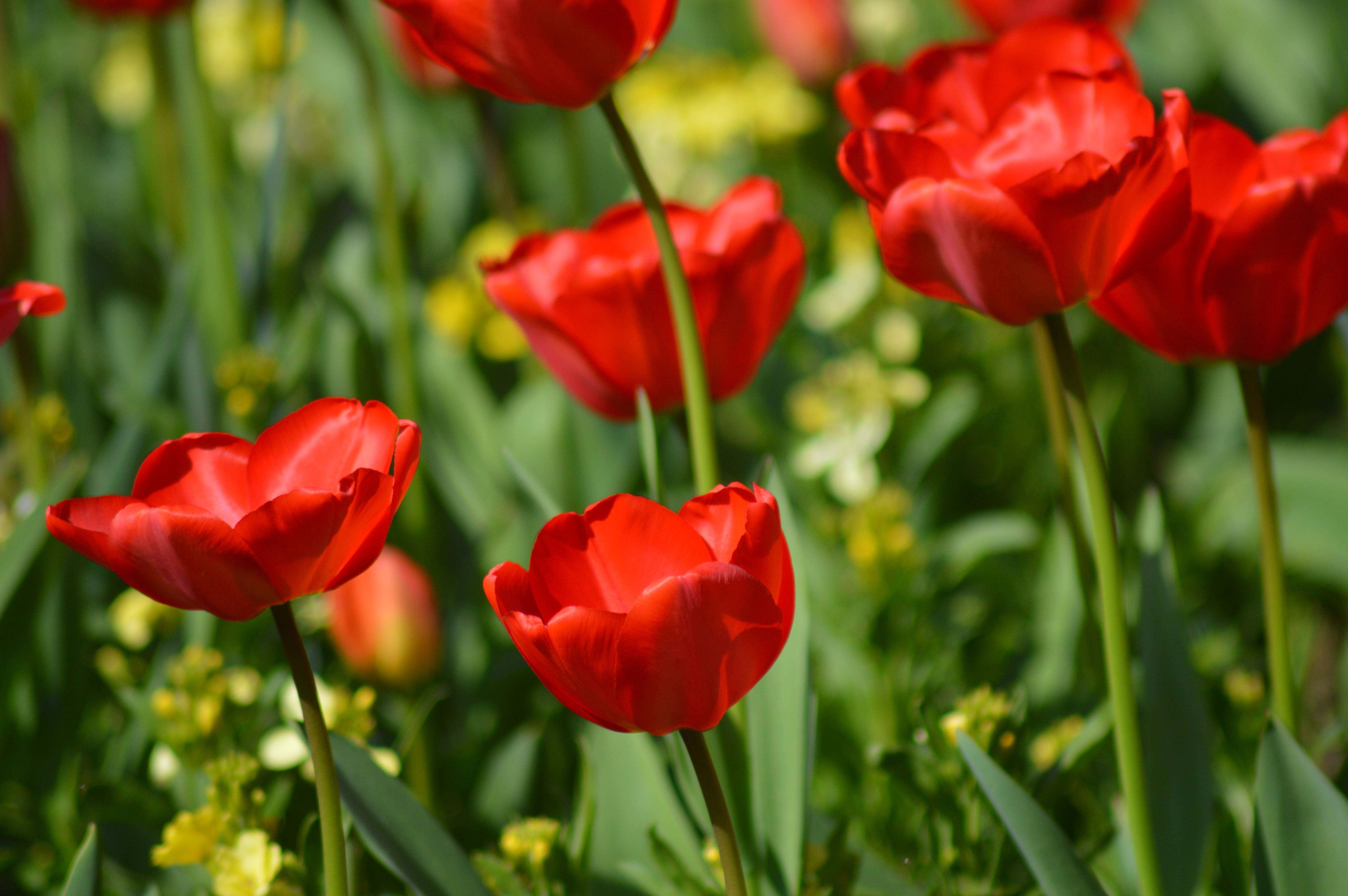 Fleurs Rouges : Top 20 Variétés Jardin