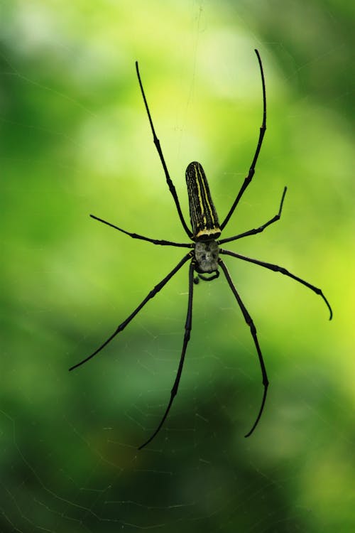 Gratuit Photos gratuites de arachnide, araignée, étrange Photos
