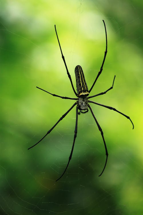 Close Up Photo of Black Spider on a Web
