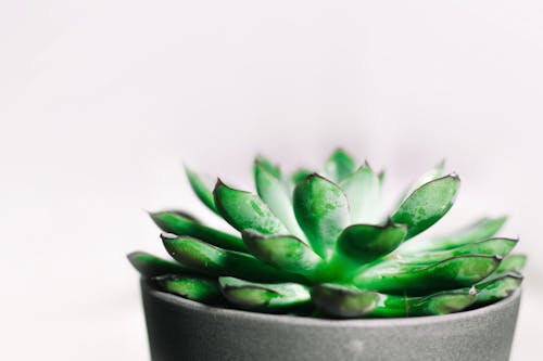 Fotografia De Closeup De Planta Suculenta Verde Em Vaso Cinza