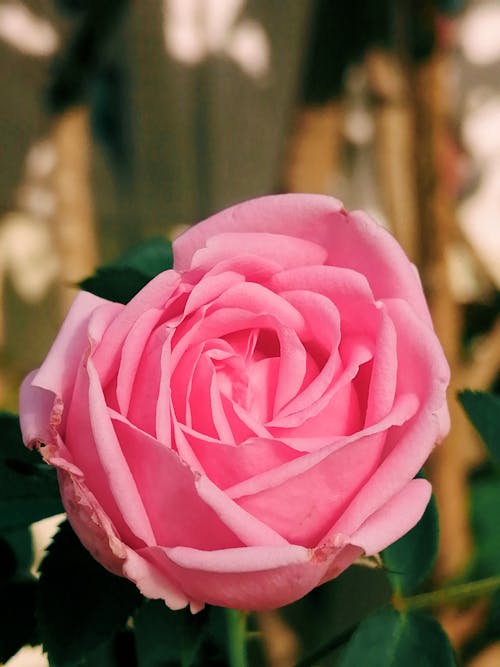 Pink Rose Wallpaper · Free Stock Photo