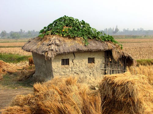 Ingyenes stockfotó farm, földművelés, fű témában