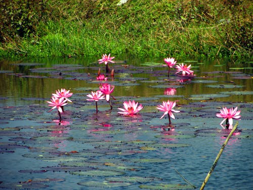 Fotos de stock gratuitas de estanque de lirios, hermosa naturaleza