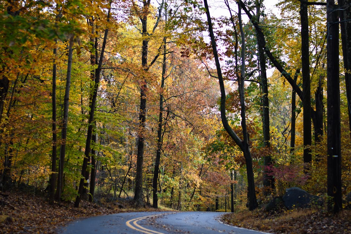 Forest Trees Along The Road At Autumn