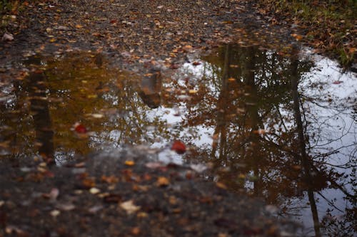 Free stock photo of leaves, puddle, trail