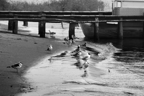 Grayscale Photo of Birds on Shore