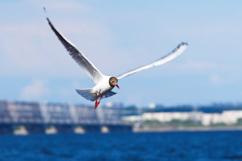 Free White Bird Flying Stock Photo