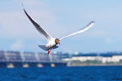 White Bird Flying