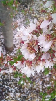 Free stock photo of flowers, bush, petals, tree