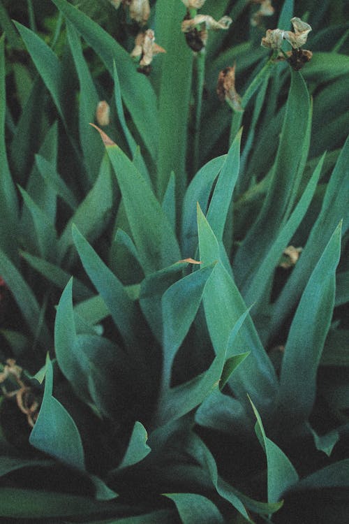 Close-up Photo of Leaves 