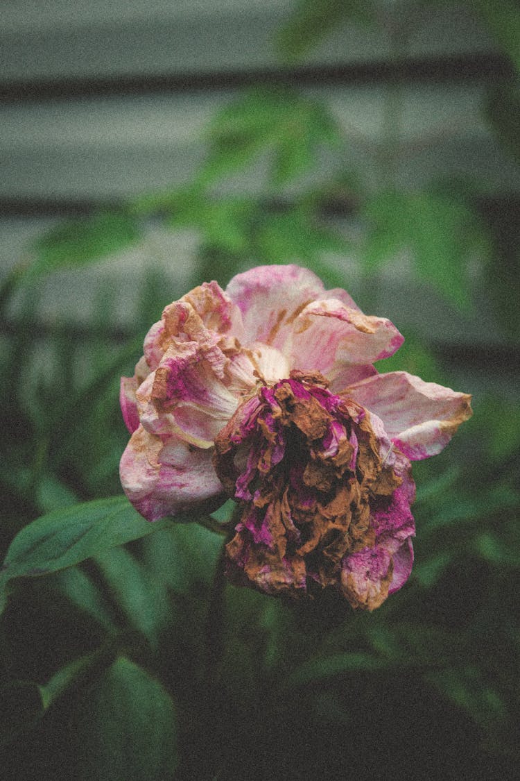 Close-Up Shot Of Pink Wilted Flower