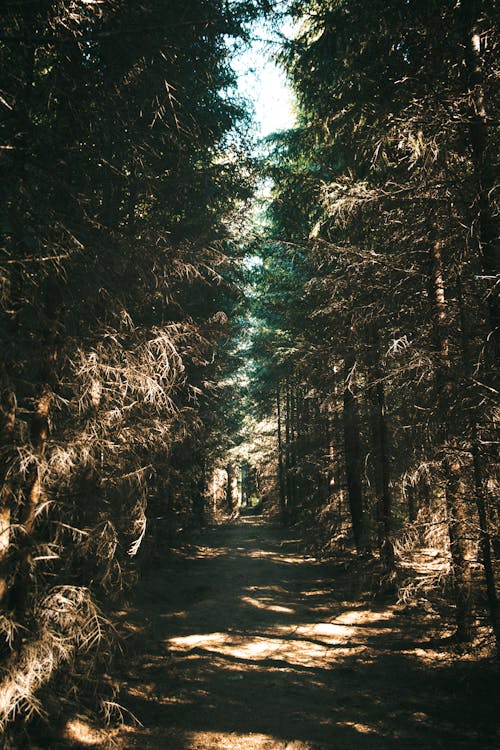 Dirt Path in Between Green Trees