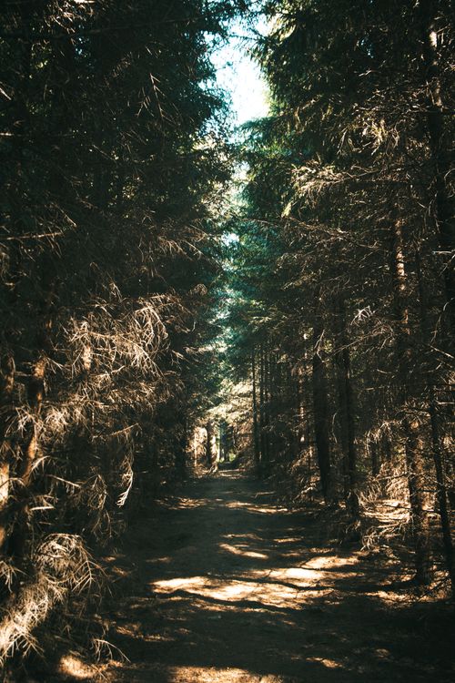 Free A serene sunlit pathway in a dense forest with light and shadow interplay. Stock Photo