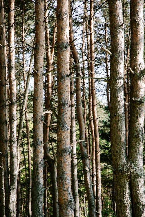 Brown Tree Trunks